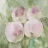 Omenien aikaan / In Apple Time, 2006, 30 x 30 cm 